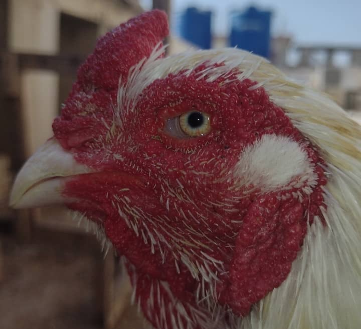 Heera Aseel Breeder with 2 Females 3