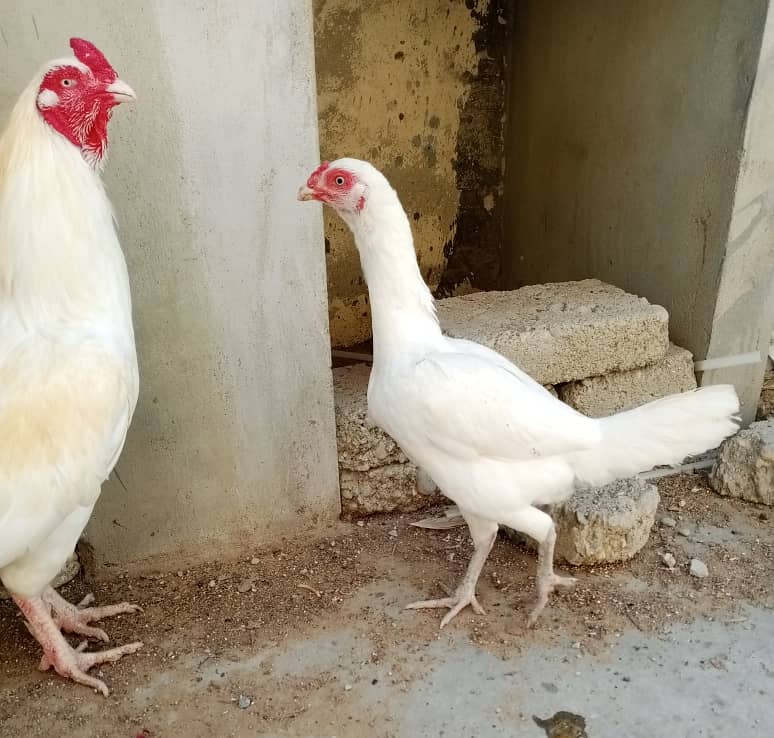 Heera Aseel Breeder with 2 Females 4