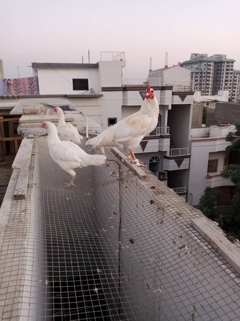 Heera Aseel Breeder with 2 Females 5