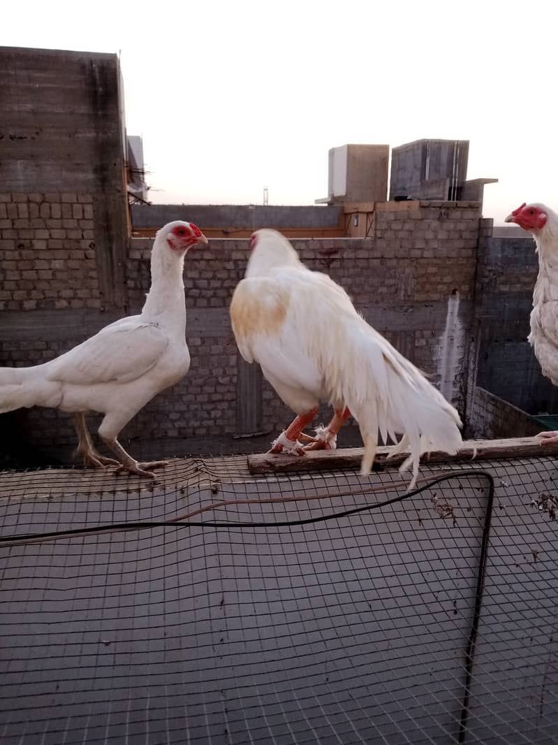 Heera Aseel Breeder with 2 Females 6