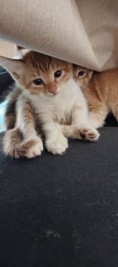 kittens