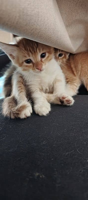 kittens 0