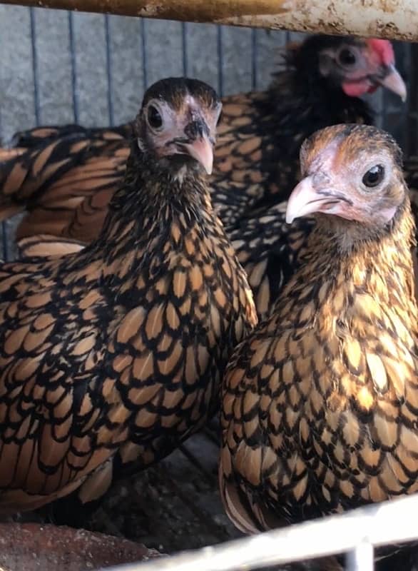 Top Quality Golden Sebright Ready to Breed 5