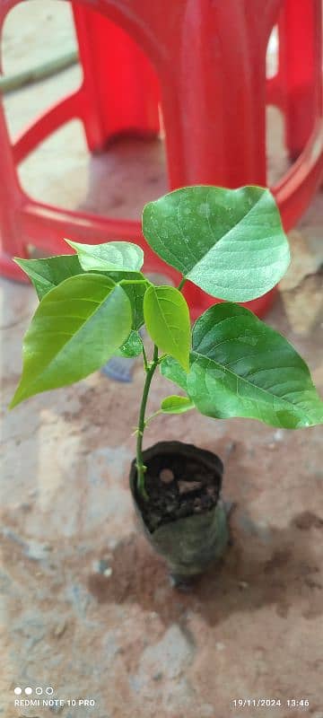 Sukhchain Tree plant 0