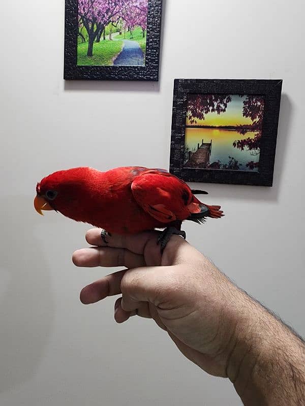 Red Moluccan Lory 3