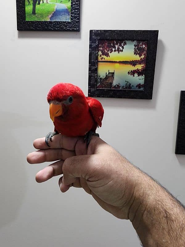 Red Moluccan Lory 4