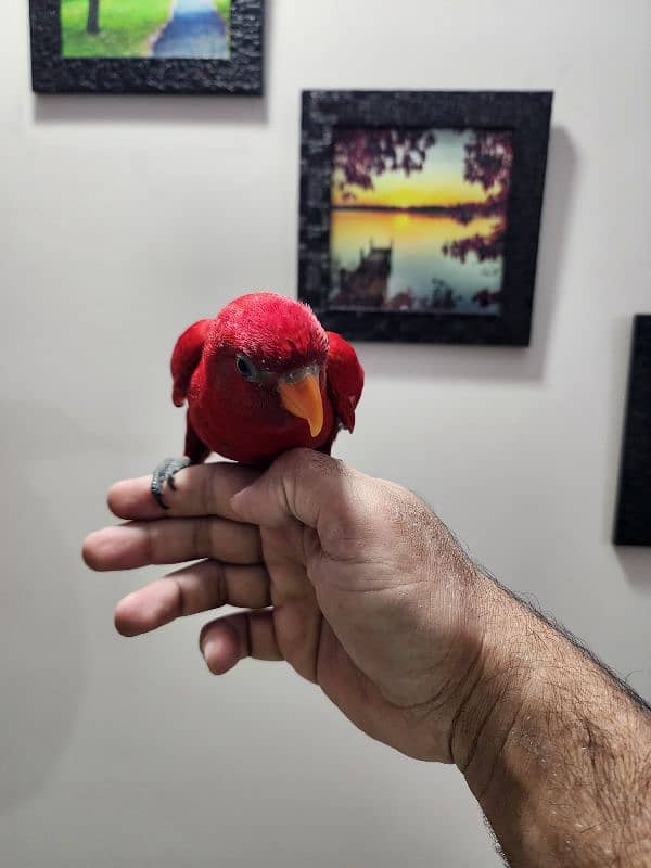 Red Moluccan Lory 5