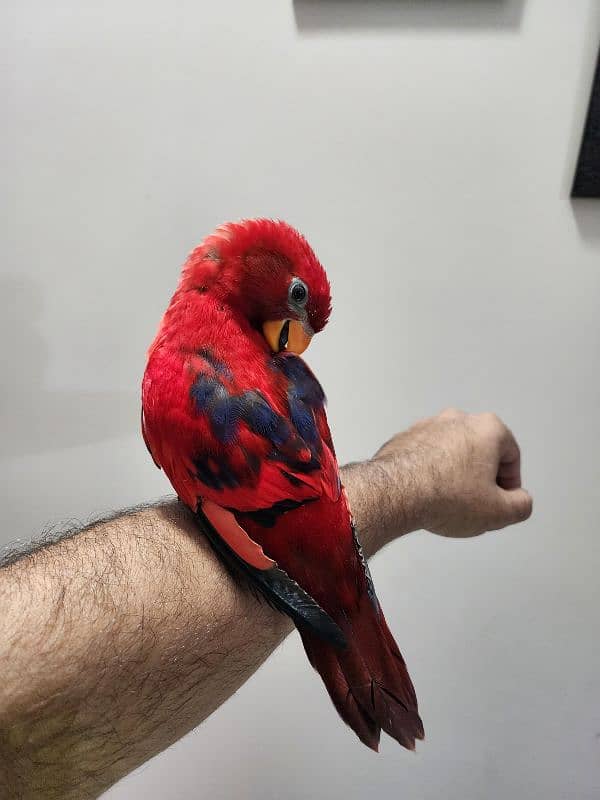 Red Moluccan Lory 6