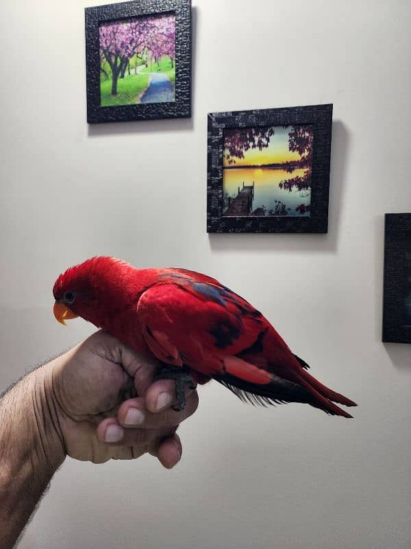 Red Moluccan Lory 7