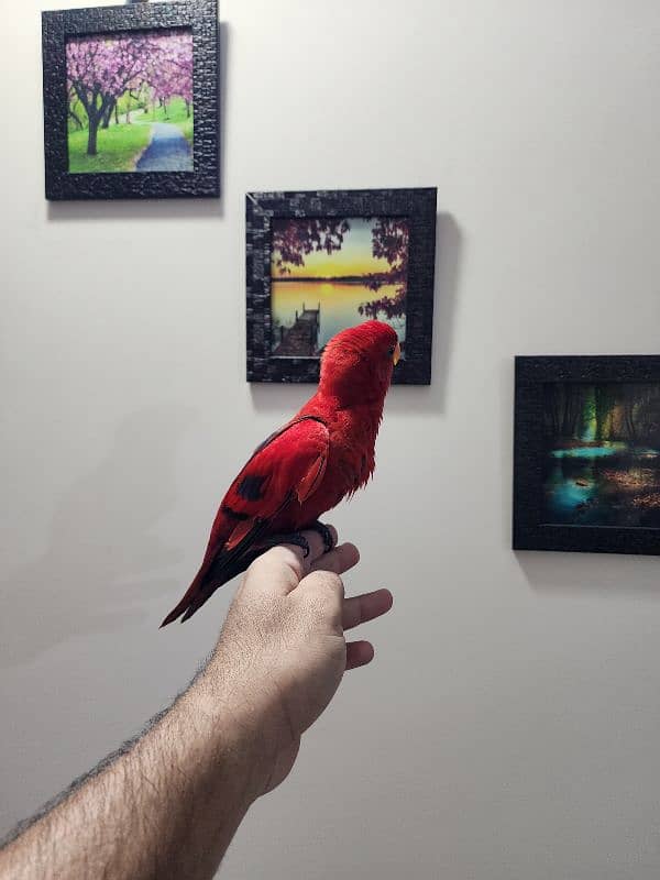 Red Moluccan Lory 8