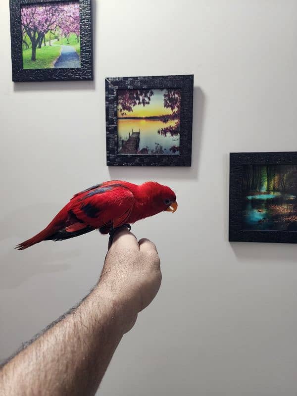 Red Moluccan Lory 9