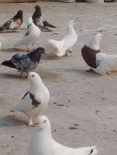 fancy pigeon