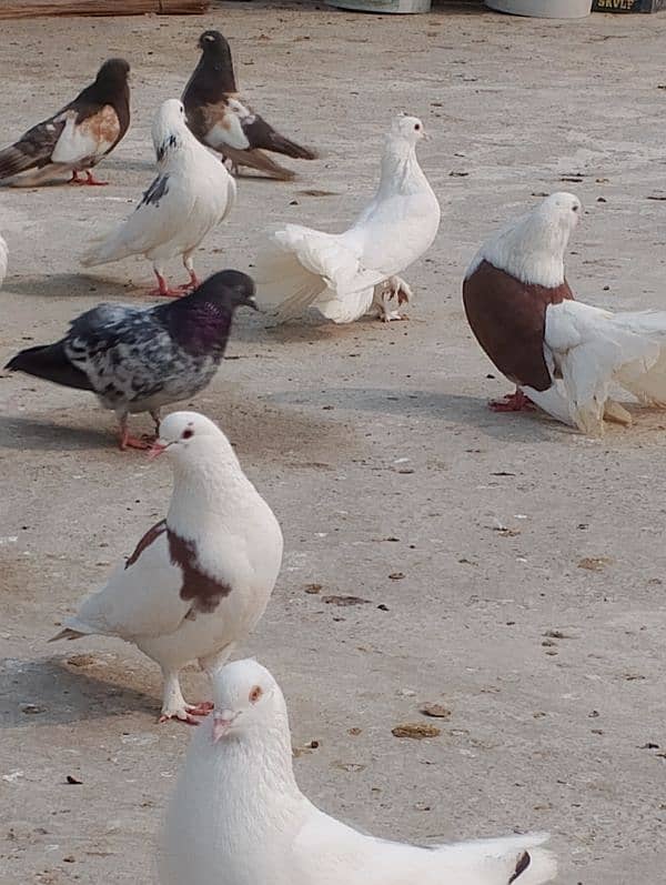 fancy pigeon 0