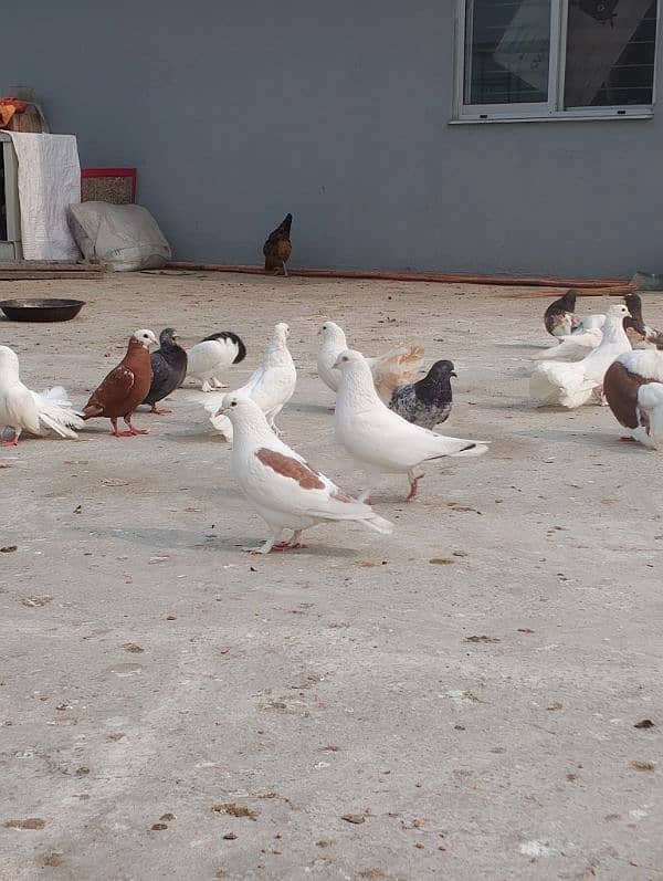 fancy pigeon 1