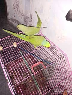 green parrot