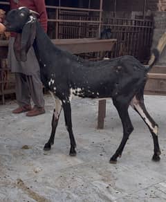 cheeni bakri 8 dant   1 female path 03054978053