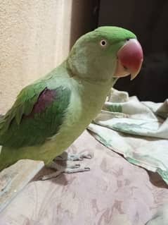 Raw Female Parrot