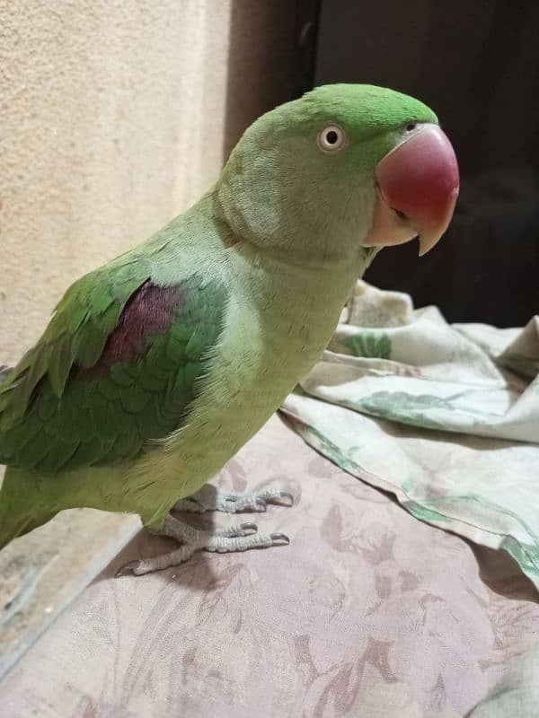 Raw Female Parrot 0