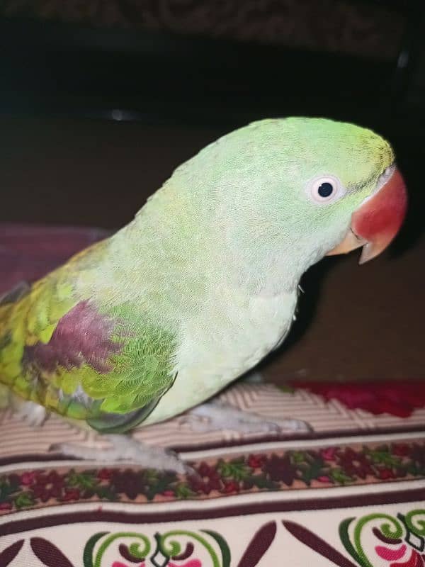 Raw Female Parrot 1