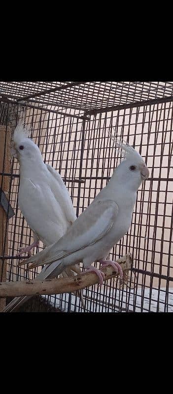 Eno red eye fallow cocktail cockatiel pair 2