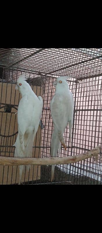 Eno red eye fallow cocktail cockatiel pair 5