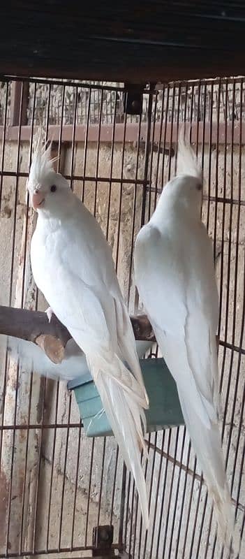 Eno red eye fallow cocktail cockatiel pair 10