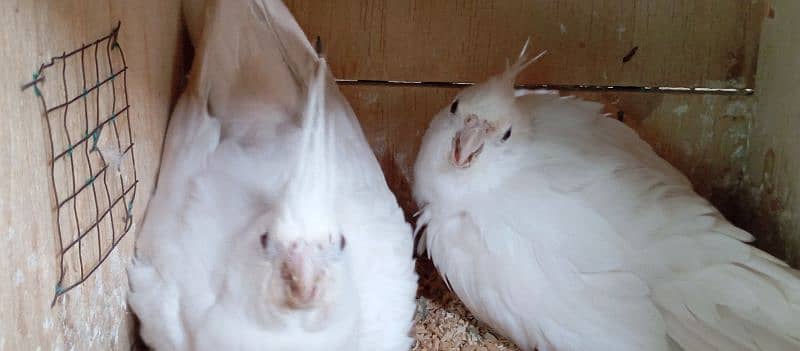 Eno red eye fallow cocktail cockatiel pair 15