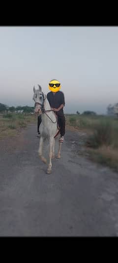 Majestic White Horse with Impressive Height