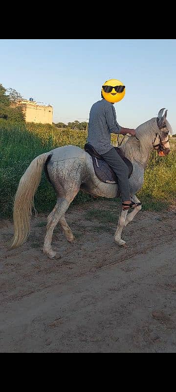 "Majestic White Horse with Impressive Height" 5