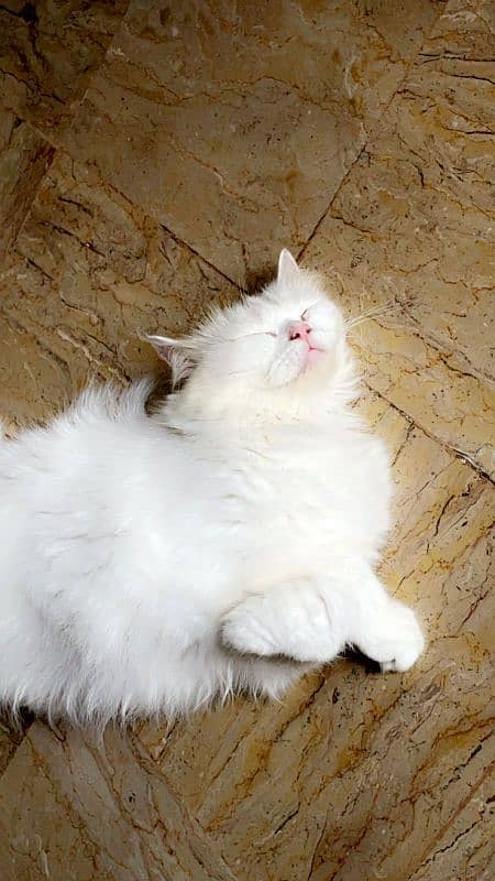 persian female white cat for sale litter trained 0