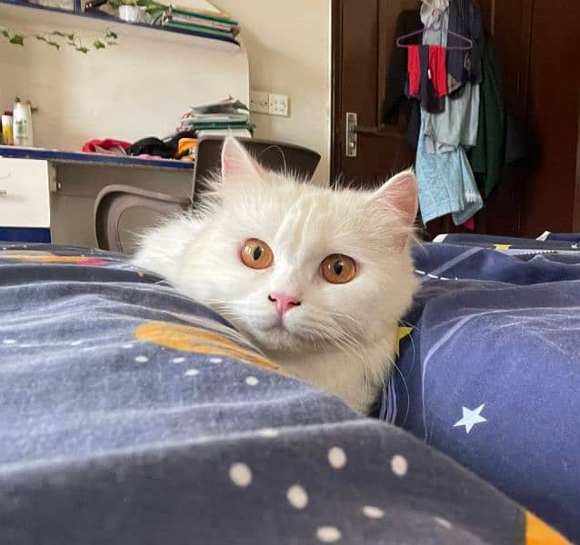 persian female white cat for sale litter trained 1