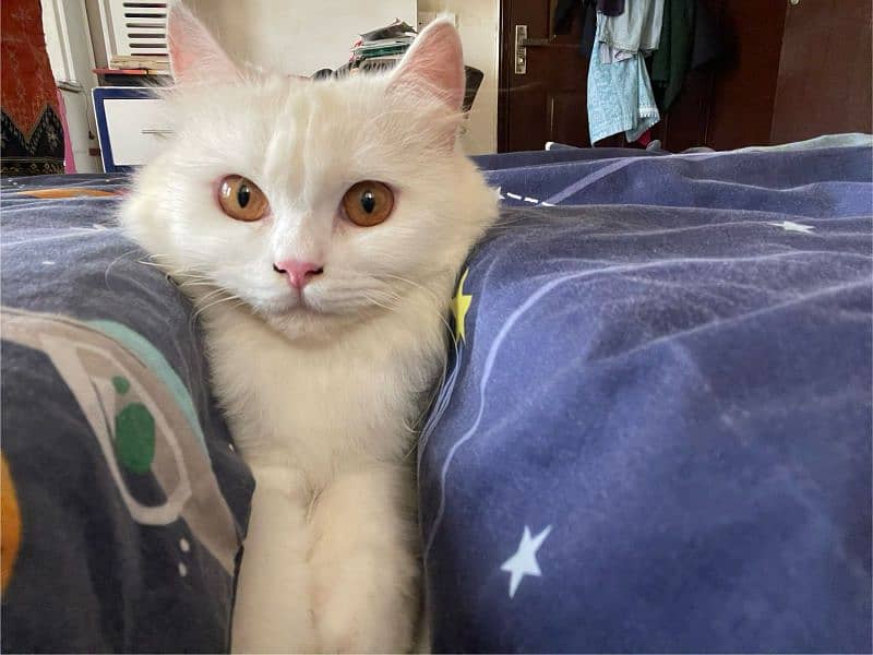 persian female white cat for sale litter trained 2