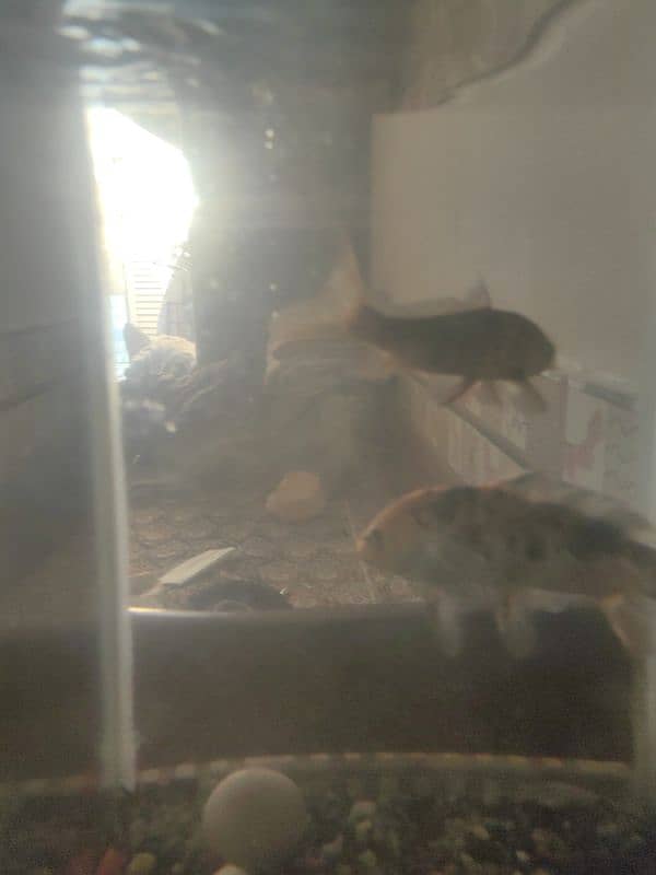 aquarium for sale with fish 1