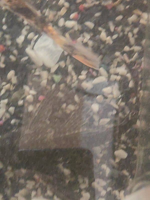 aquarium for sale with fish 3