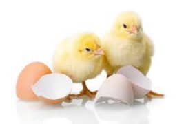 chicks hatching