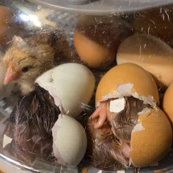 chicks hatching 1