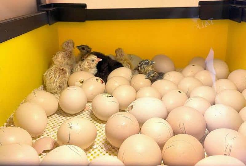 chicks hatching 3