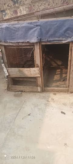 Pet Cages