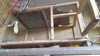 Birds Cage