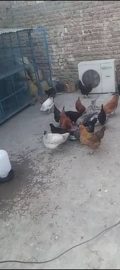 golden misri fresh starter hens for sale