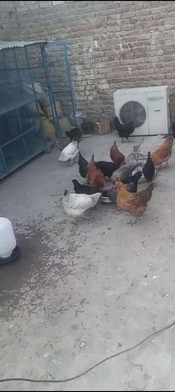 golden misri fresh starter hens for sale 0