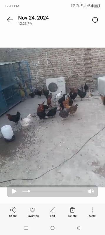 golden misri fresh starter hens for sale 1