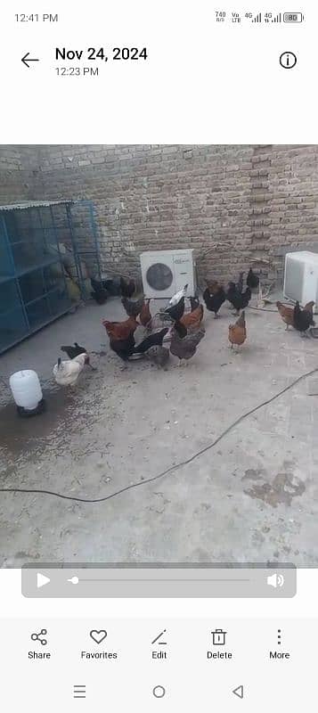 golden misri fresh starter hens for sale 2