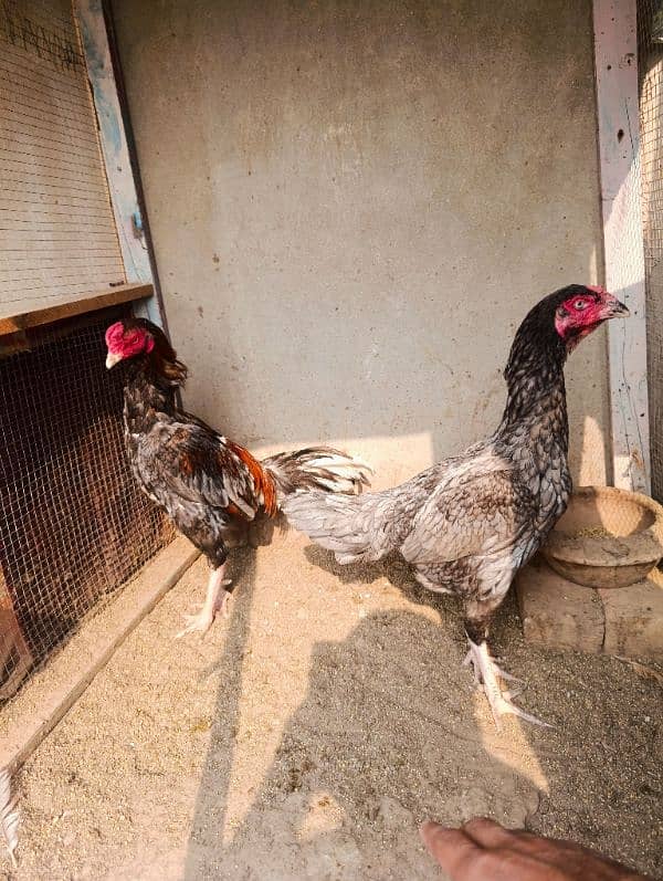 Saleta breeder pair 3