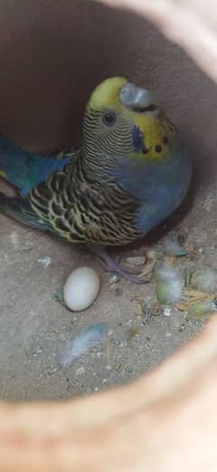 Australian Parrot Breeder Pair