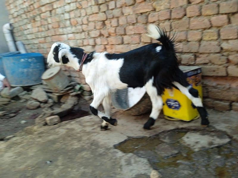 Bital bakra 03145387877 0