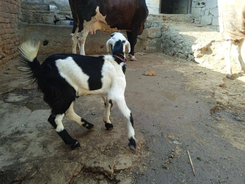 Bital bakra 03145387877 2