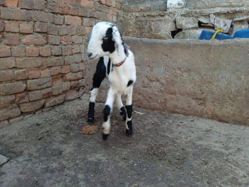 Bital bakra 03145387877 3