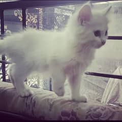 Triple Coated Fur White Persian Kittens Winter Sale