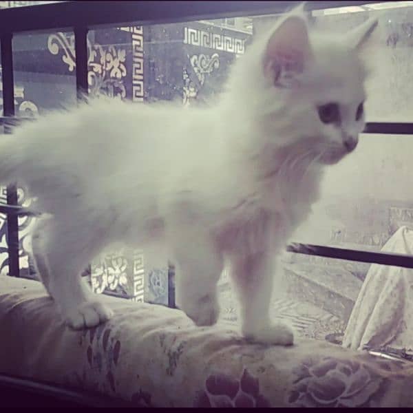 Triple Coated Fur White Persian Kittens Winter Sale 03254240227 0